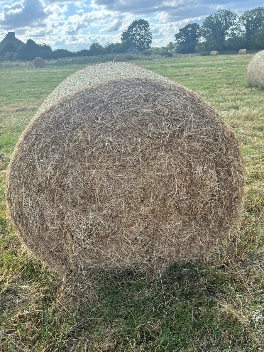 Hay - Image 2
