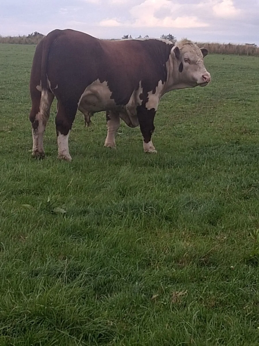 PBR Hereford bull - Image 1