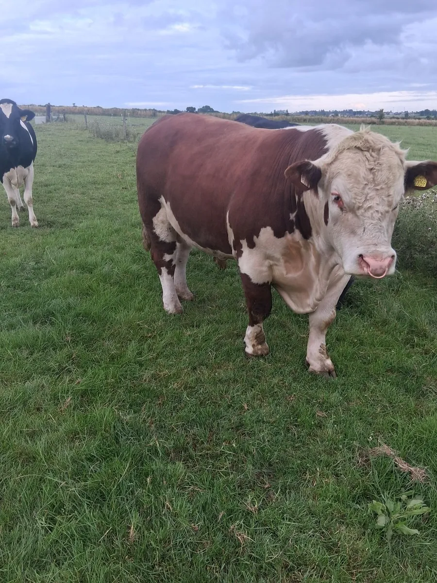 PBR Hereford bull - Image 2