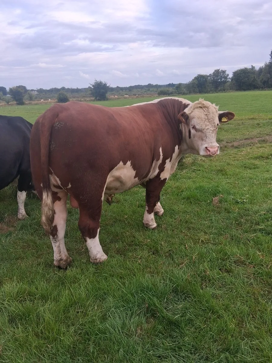 PBR Hereford bull - Image 3