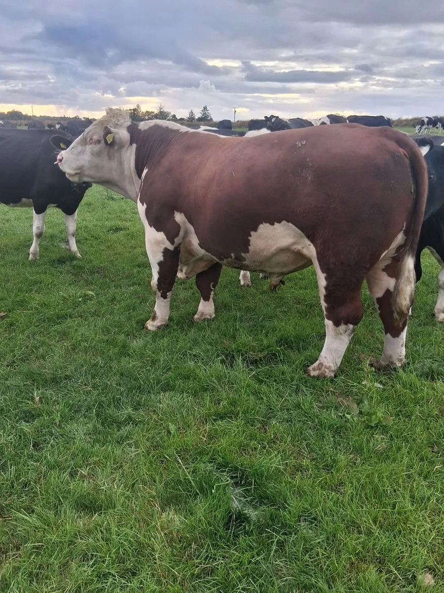 PBR Hereford bull - Image 4