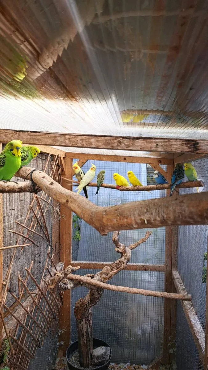 Budgies - Image 1