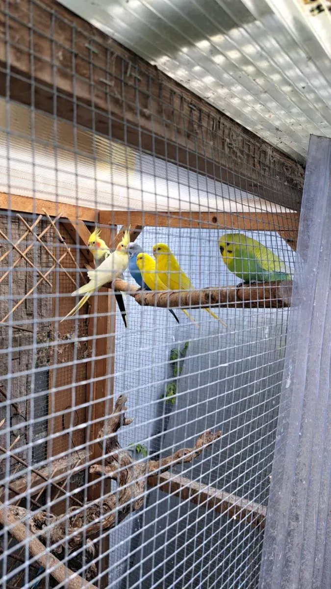 Budgies - Image 2