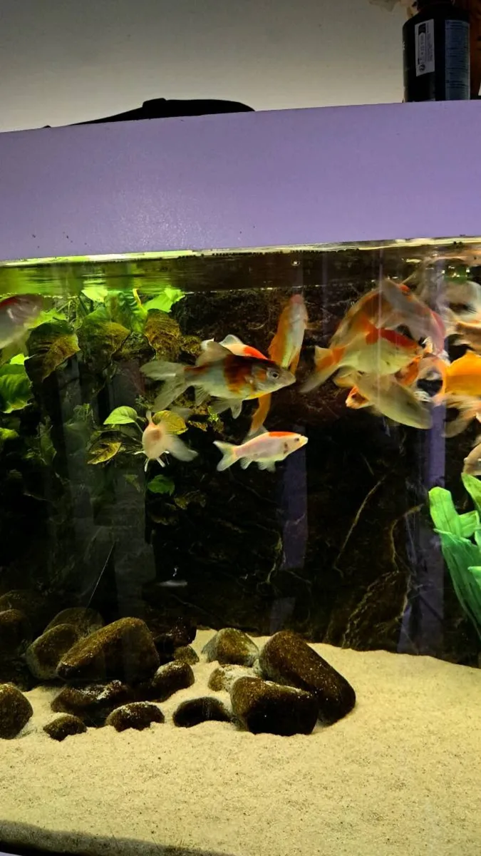 Comet goldfish - Image 2