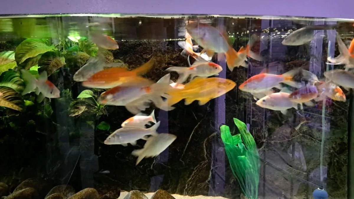 Comet goldfish - Image 3