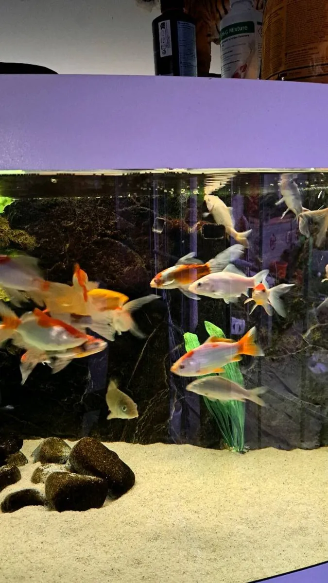 Comet goldfish - Image 1