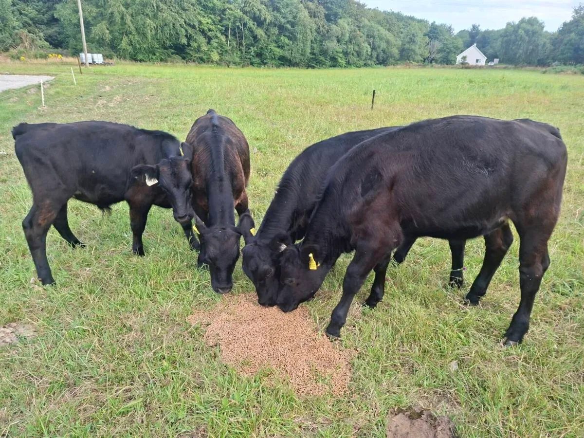Calf - Image 2