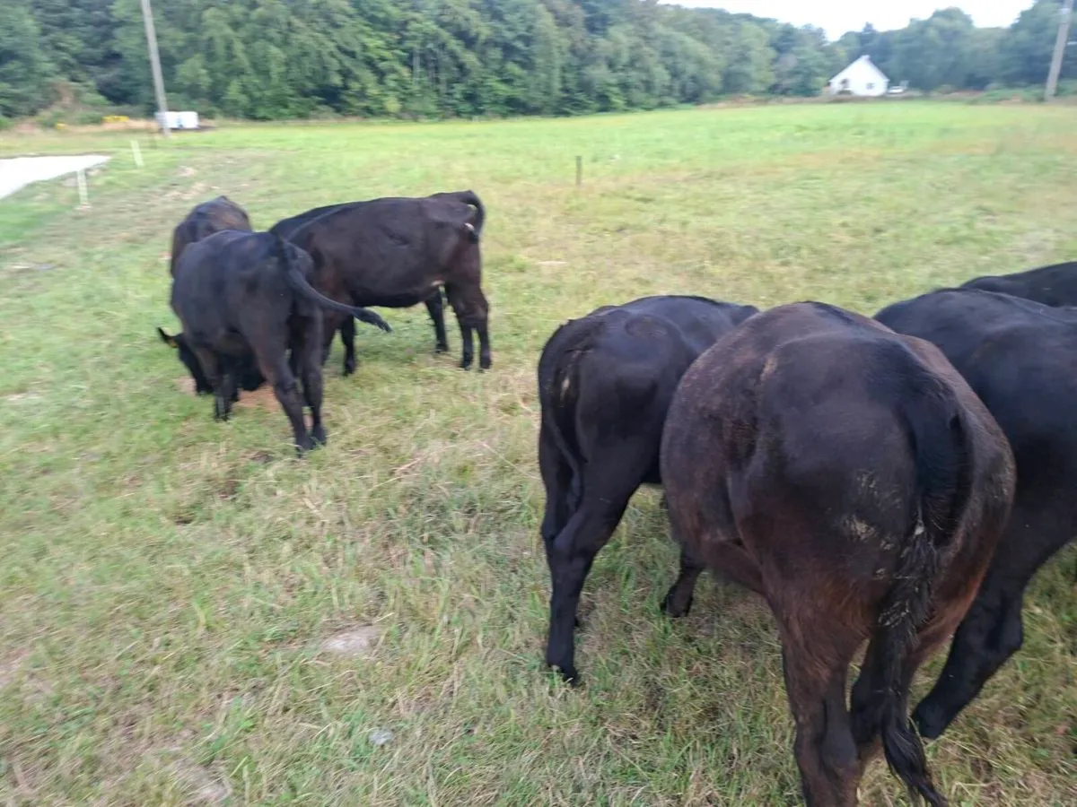 Calf - Image 3