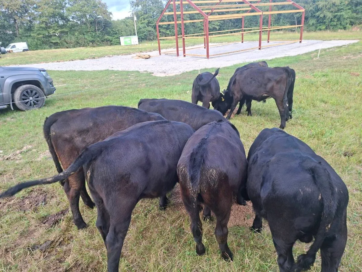 Calf - Image 4