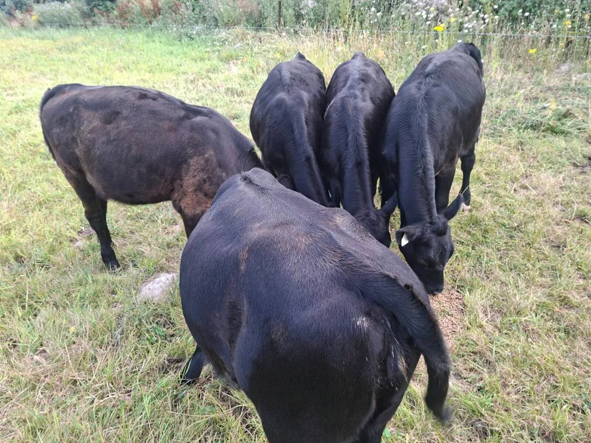 Calf - Image 1