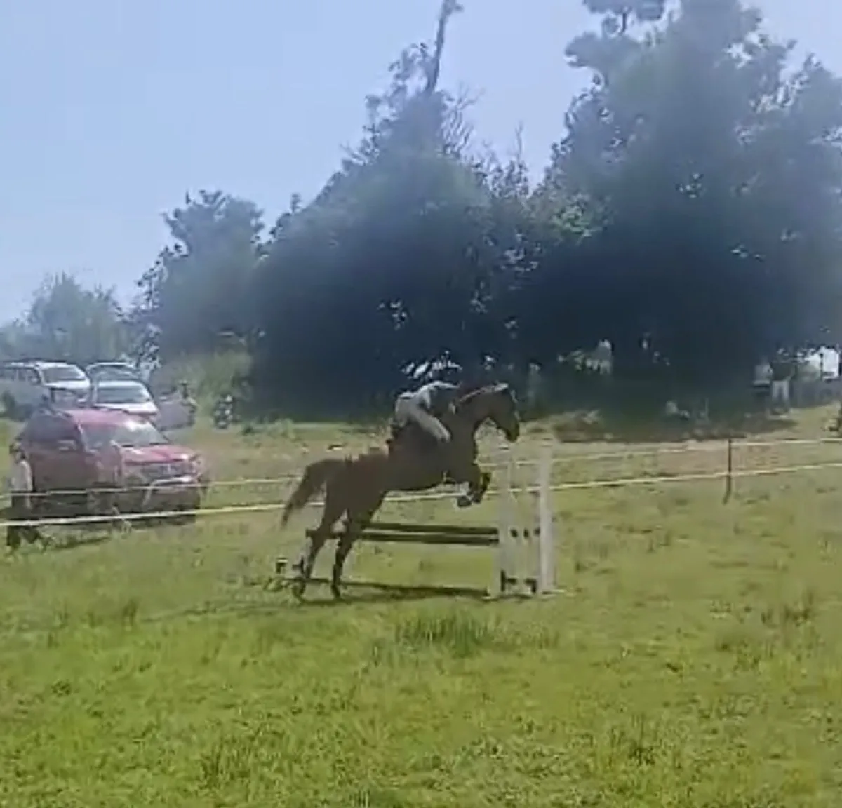 16 2 Chestnut Gelding - Image 2