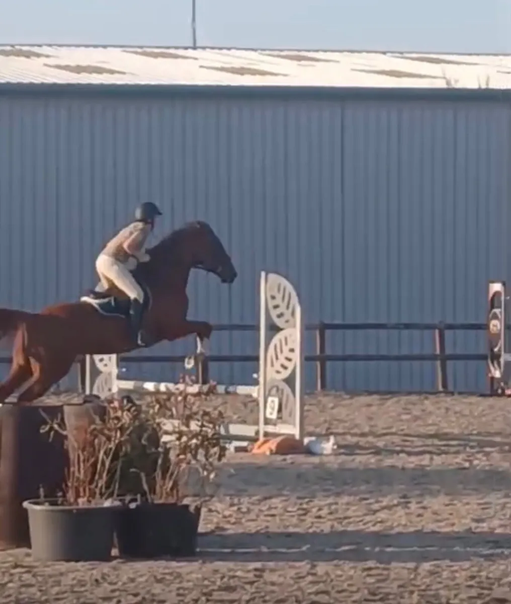 16 2 Chestnut Gelding - Image 4