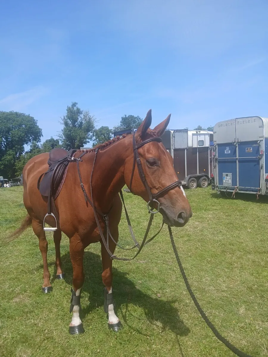 16 2 Chestnut Gelding - Image 1