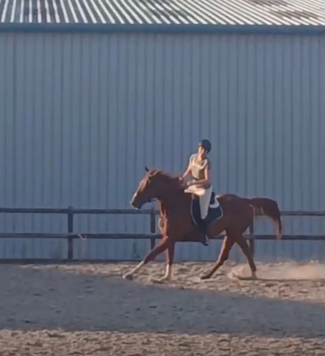 16 2 Chestnut Gelding - Image 3