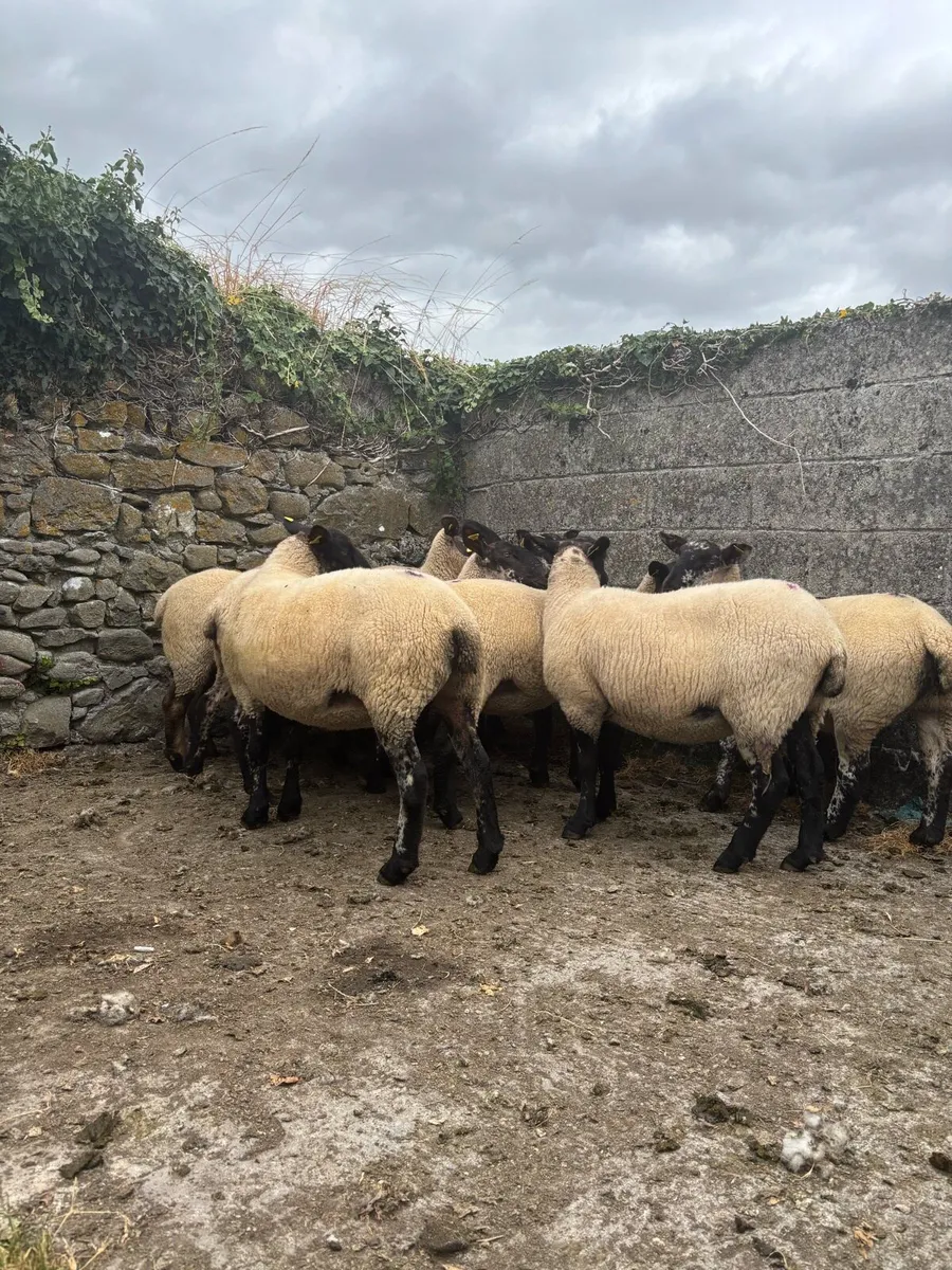 Suffolk Ewe Hoggets - Image 3