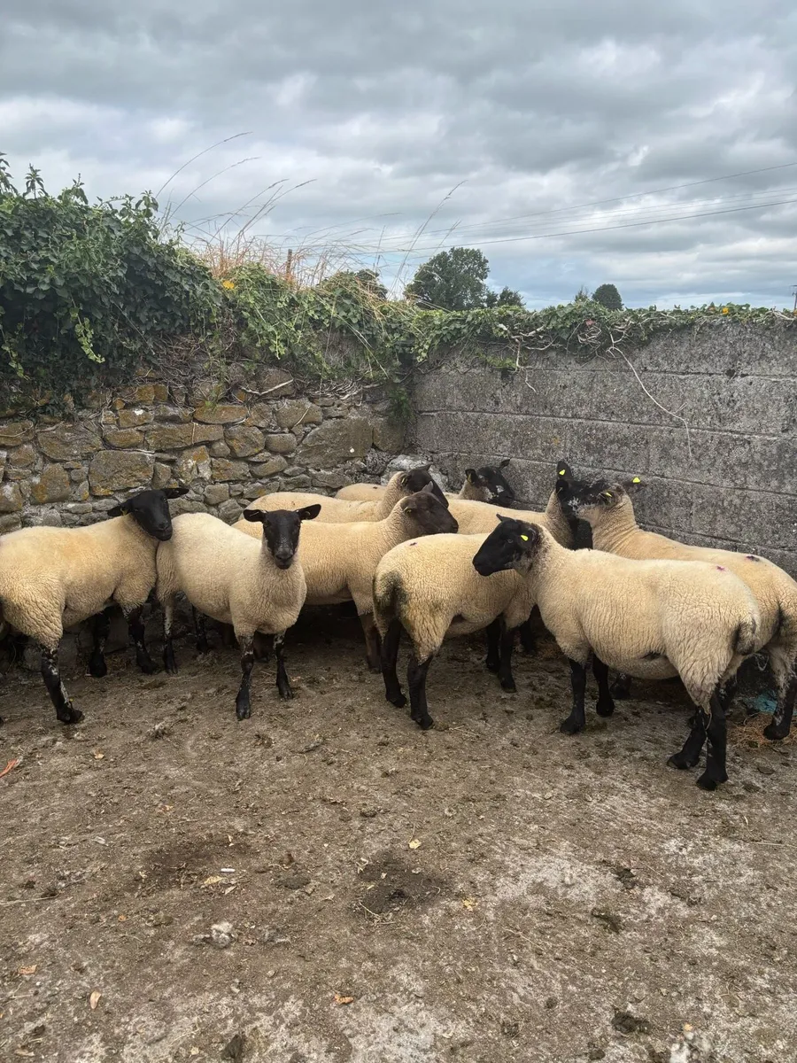 Suffolk Ewe Hoggets - Image 4
