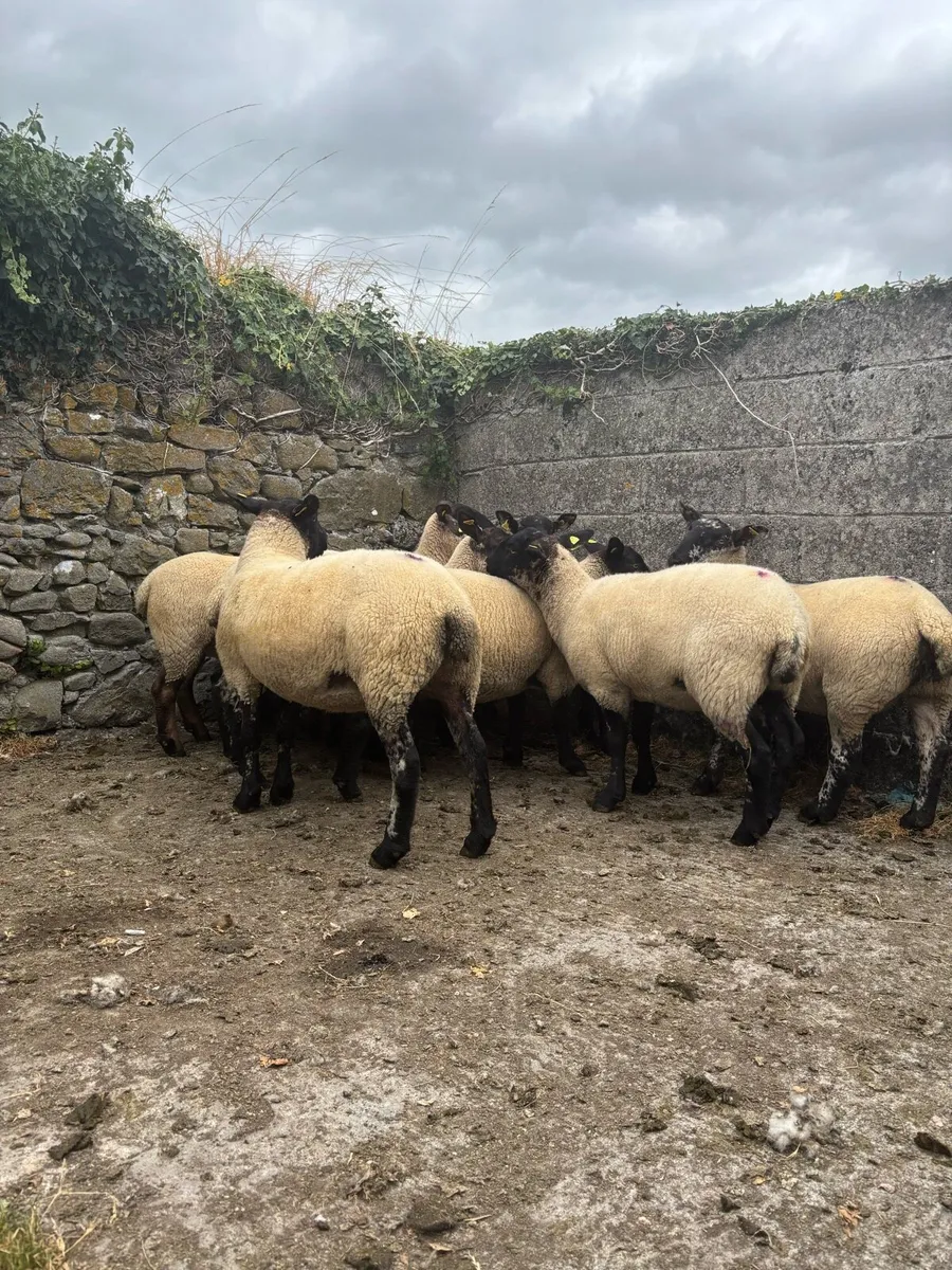 Suffolk Ewe Hoggets - Image 2