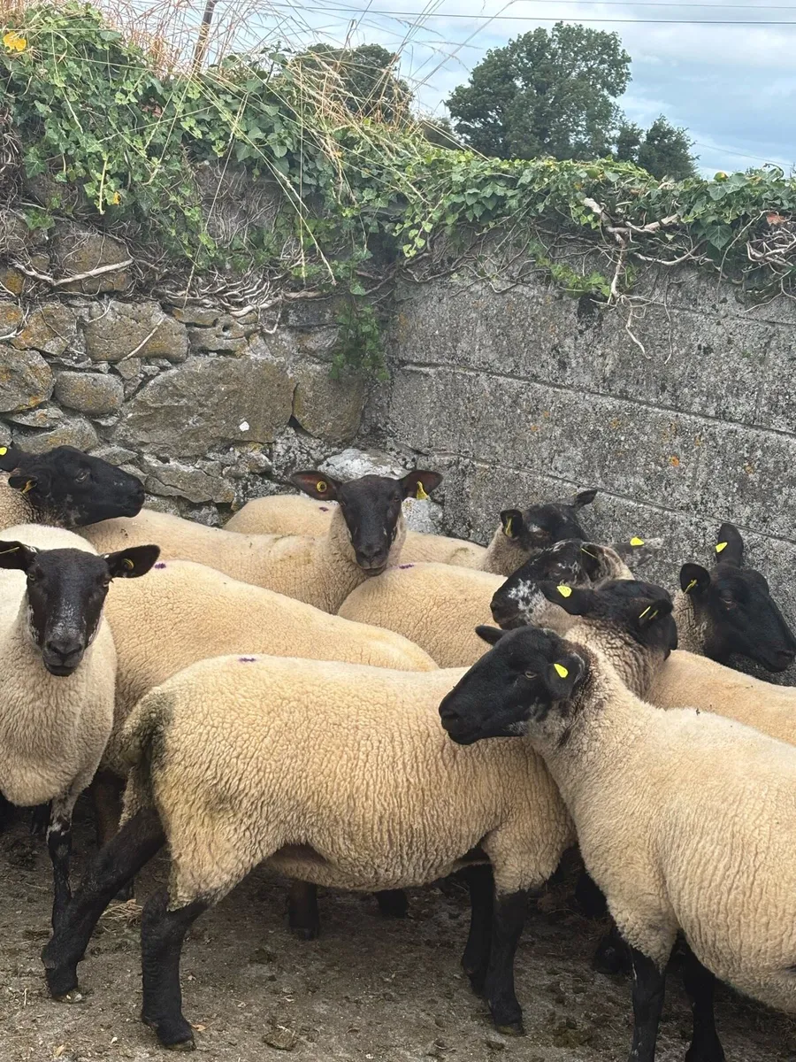 Suffolk Ewe Hoggets - Image 1