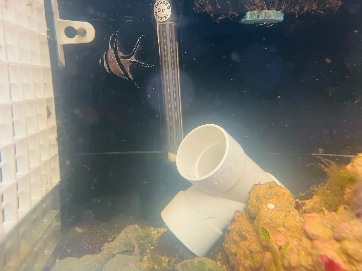 Healthy marine reef aquarium fish for sale. - Image 3