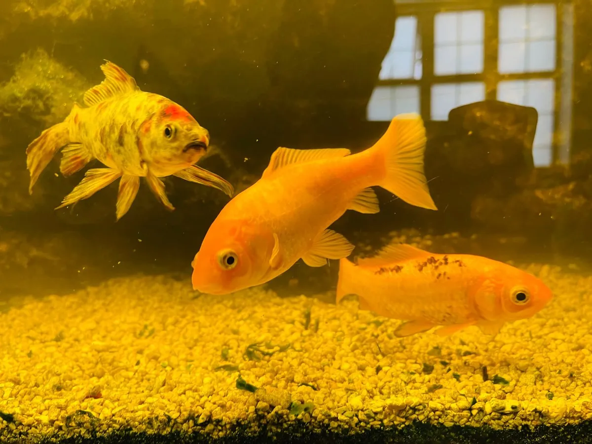 Healthy marine reef aquarium fish for sale. - Image 4