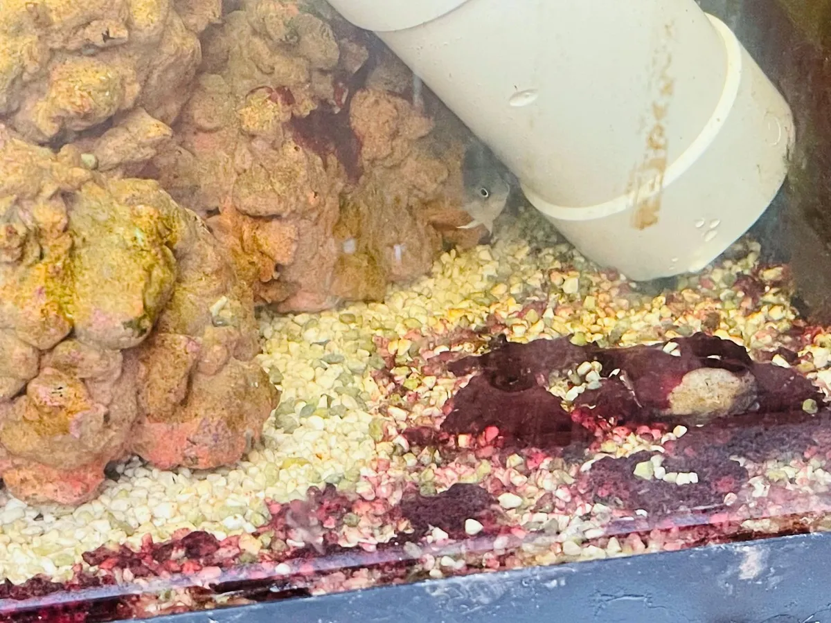 Healthy marine reef aquarium fish for sale. - Image 4