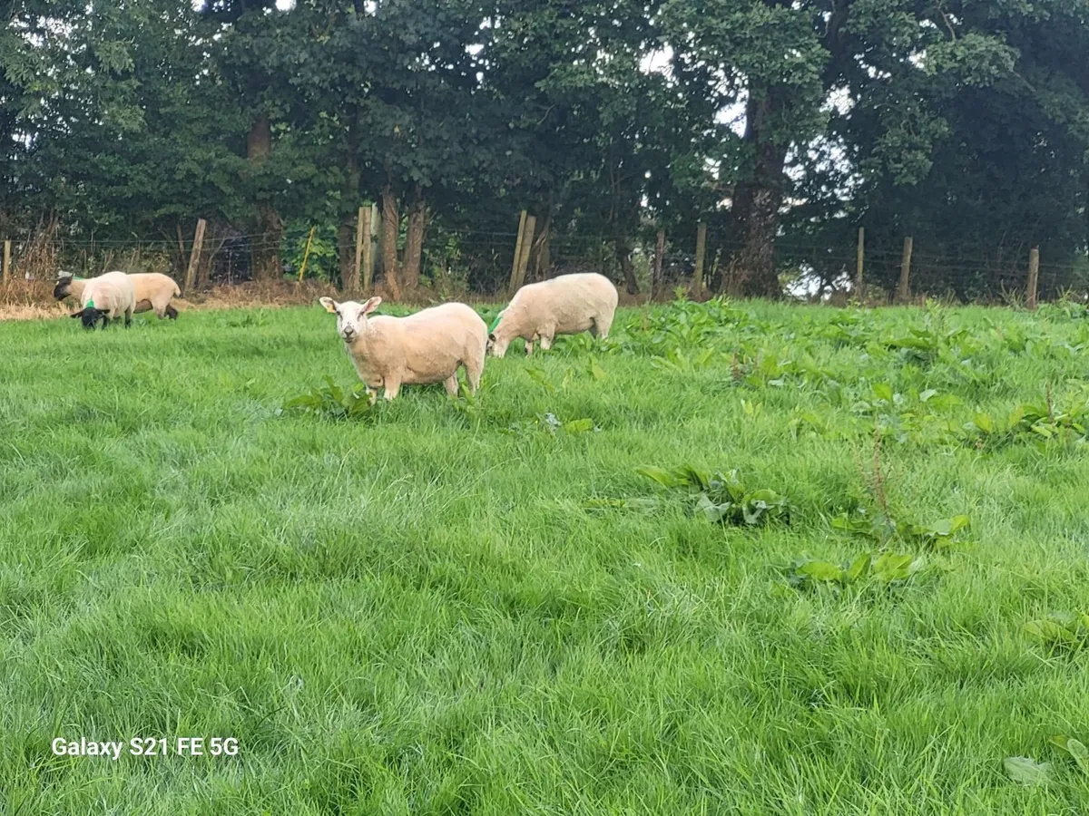 Breeding Hoggets - Image 3