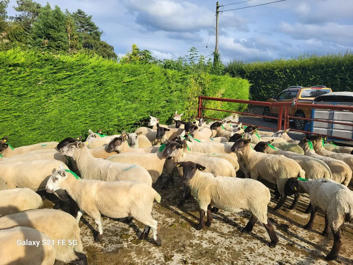 Breeding Hoggets - Image 4