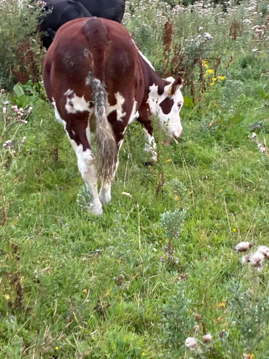 Breeding or beef Heifer - Image 2