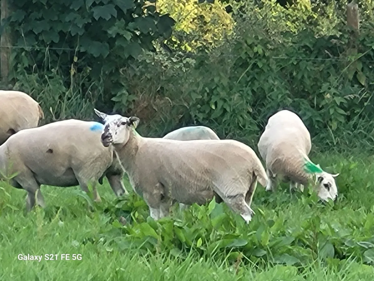 Breeding Hoggets - Image 1