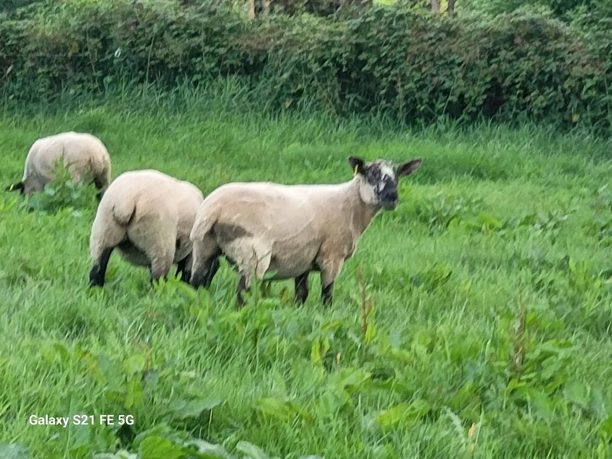 Breeding Hoggets - Image 2