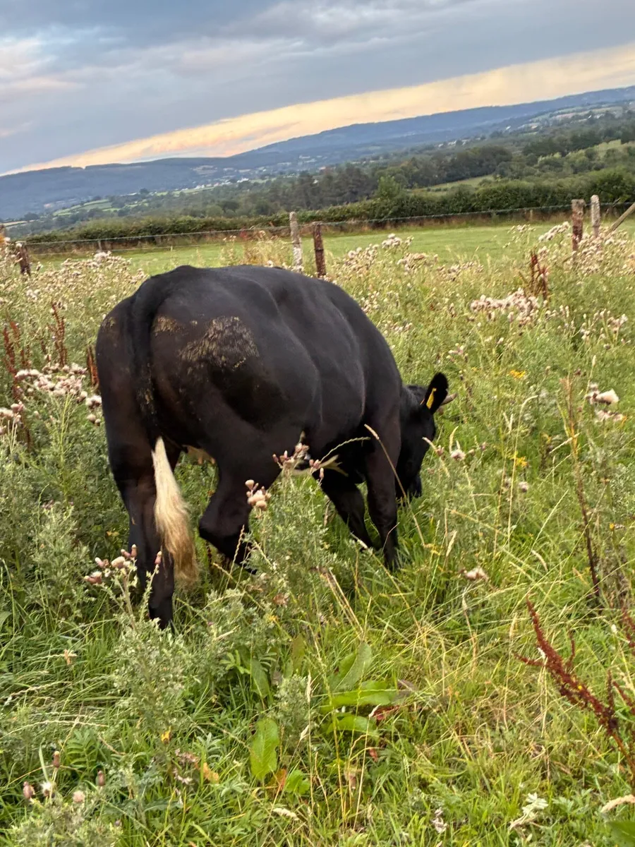 Breeding or beef Heifer - Image 3