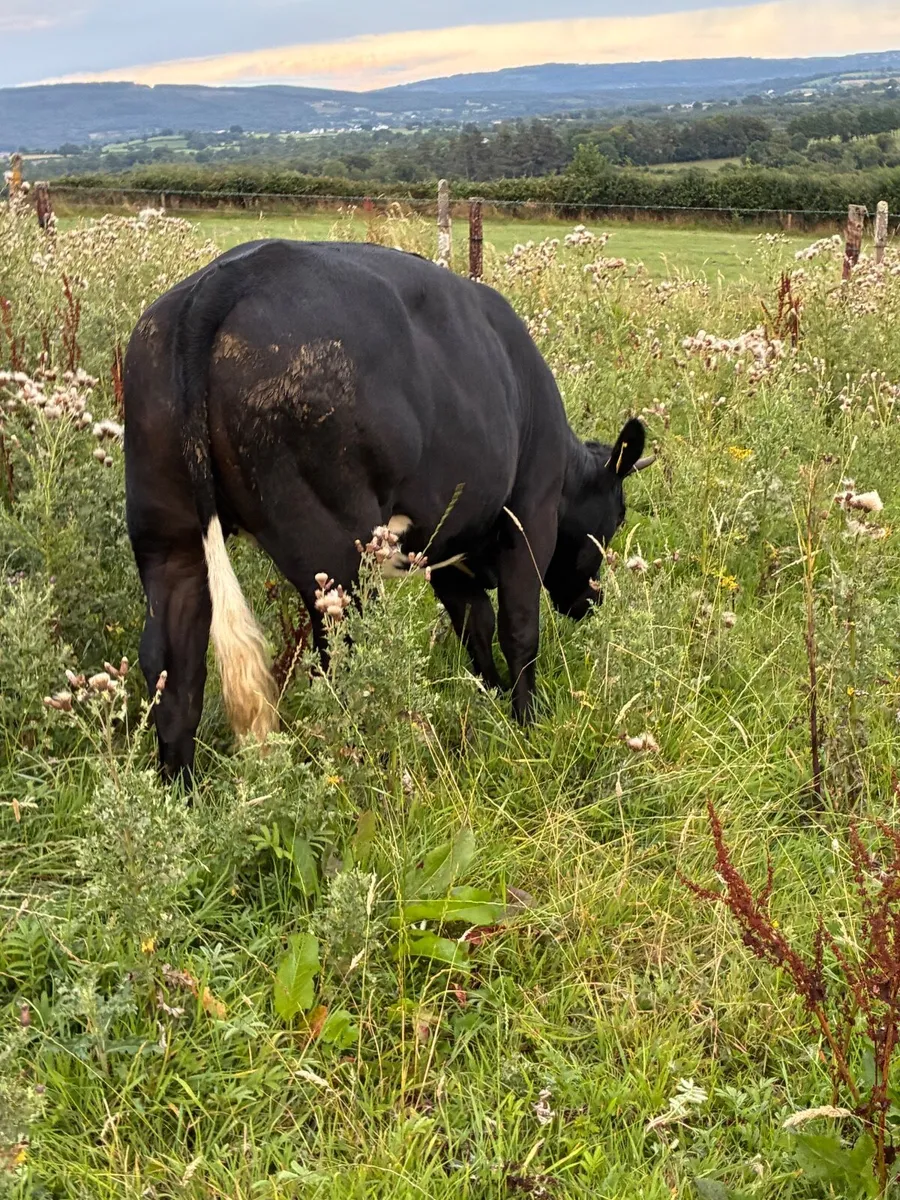 Breeding or beef Heifer - Image 4
