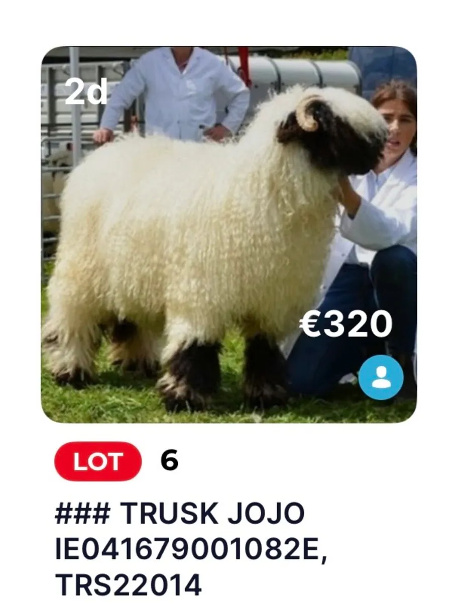 Valais Blacknose Online Sale NOW LIVE on MartEye - Image 2