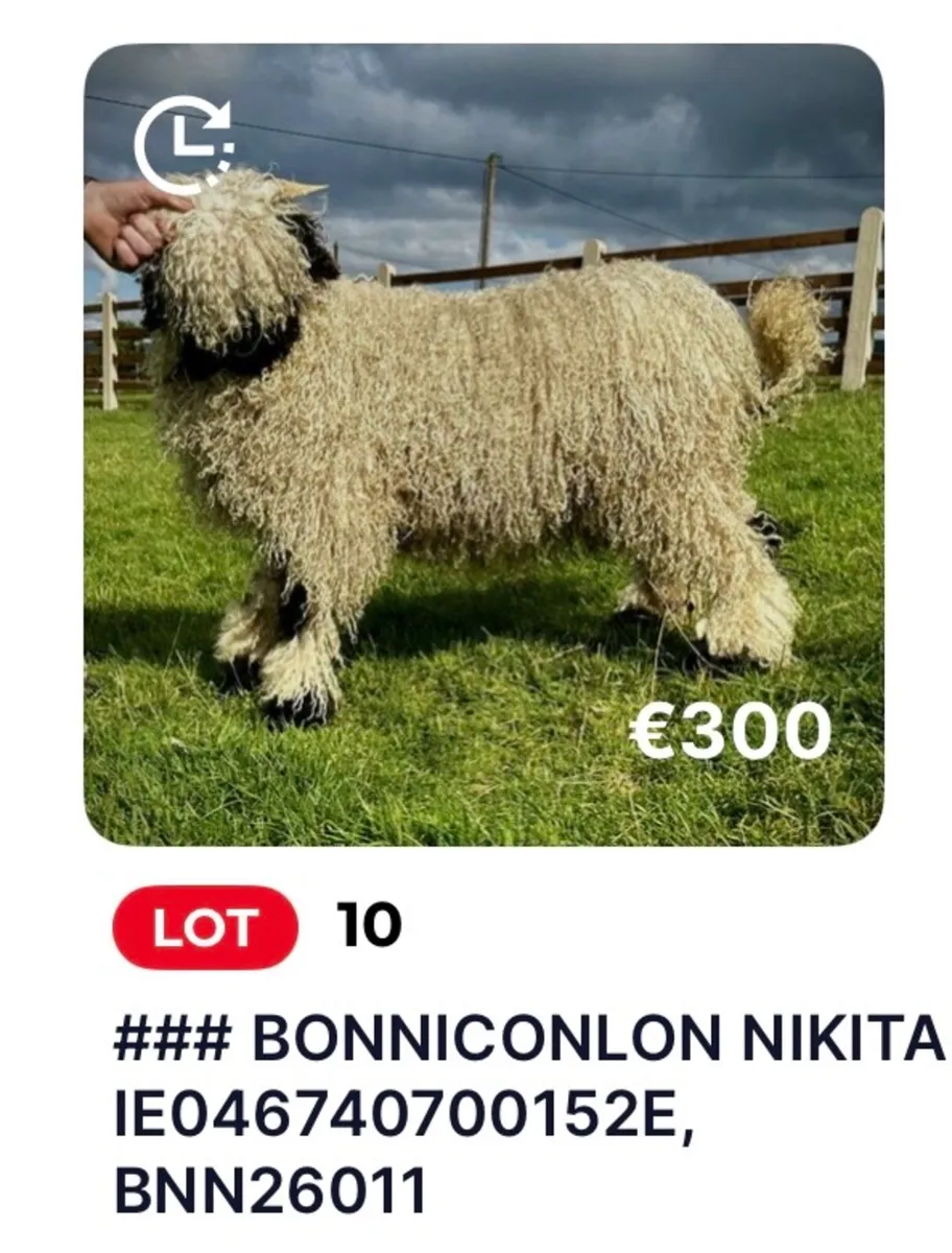 Valais Blacknose Online Sale NOW LIVE on MartEye - Image 4