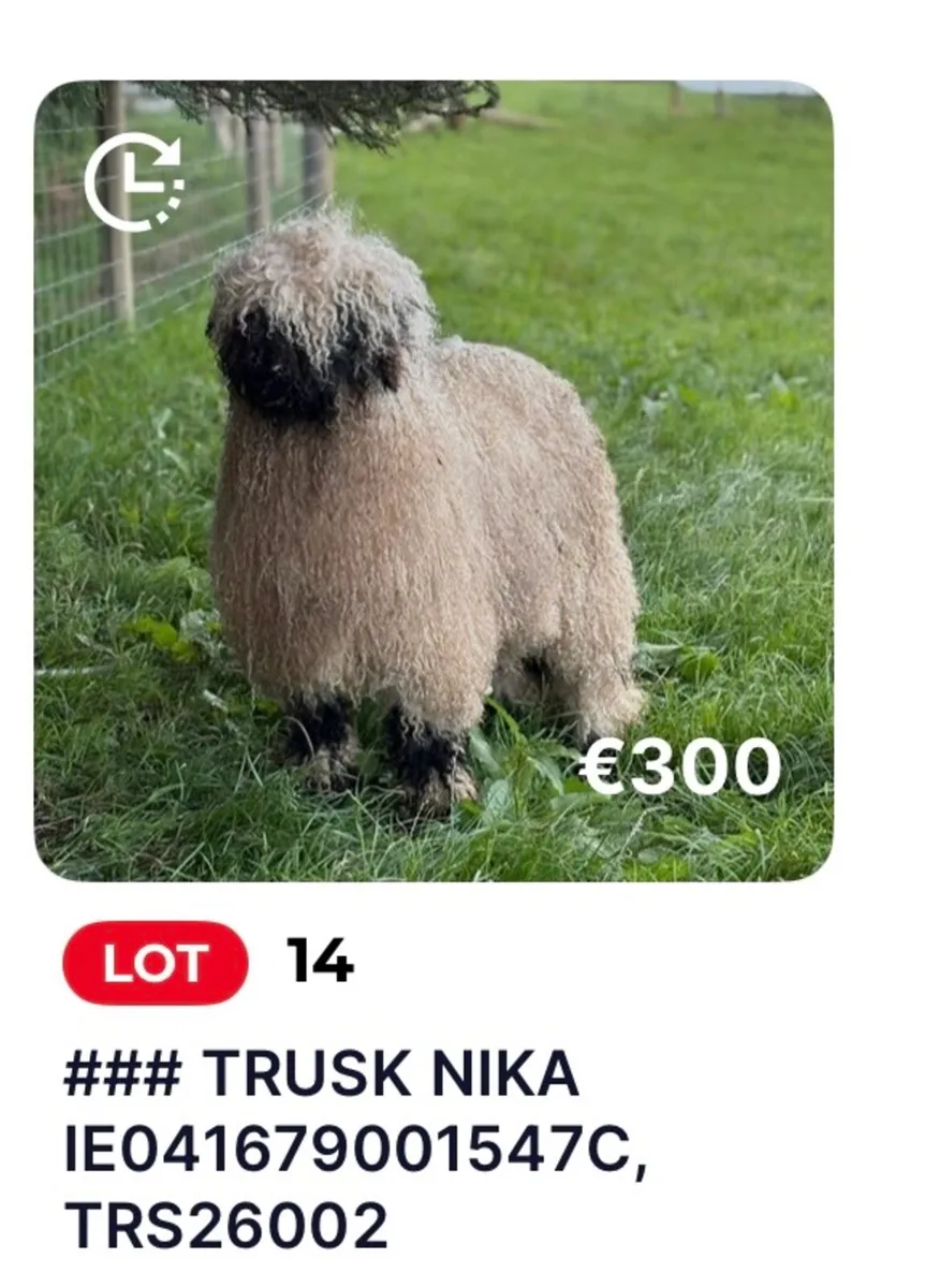 Valais Blacknose Online Sale NOW LIVE on MartEye - Image 1