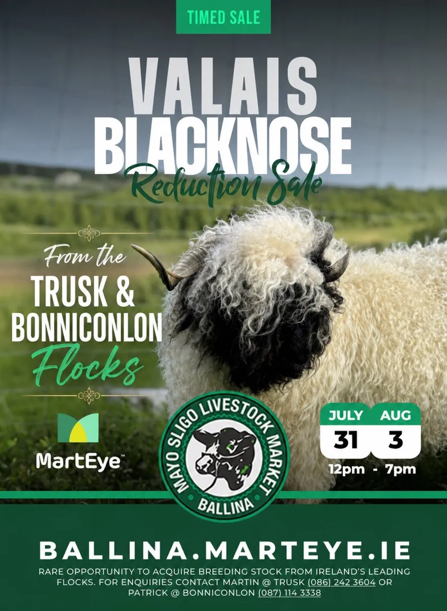 Valais Blacknose Online Sale NOW LIVE on MartEye - Image 3
