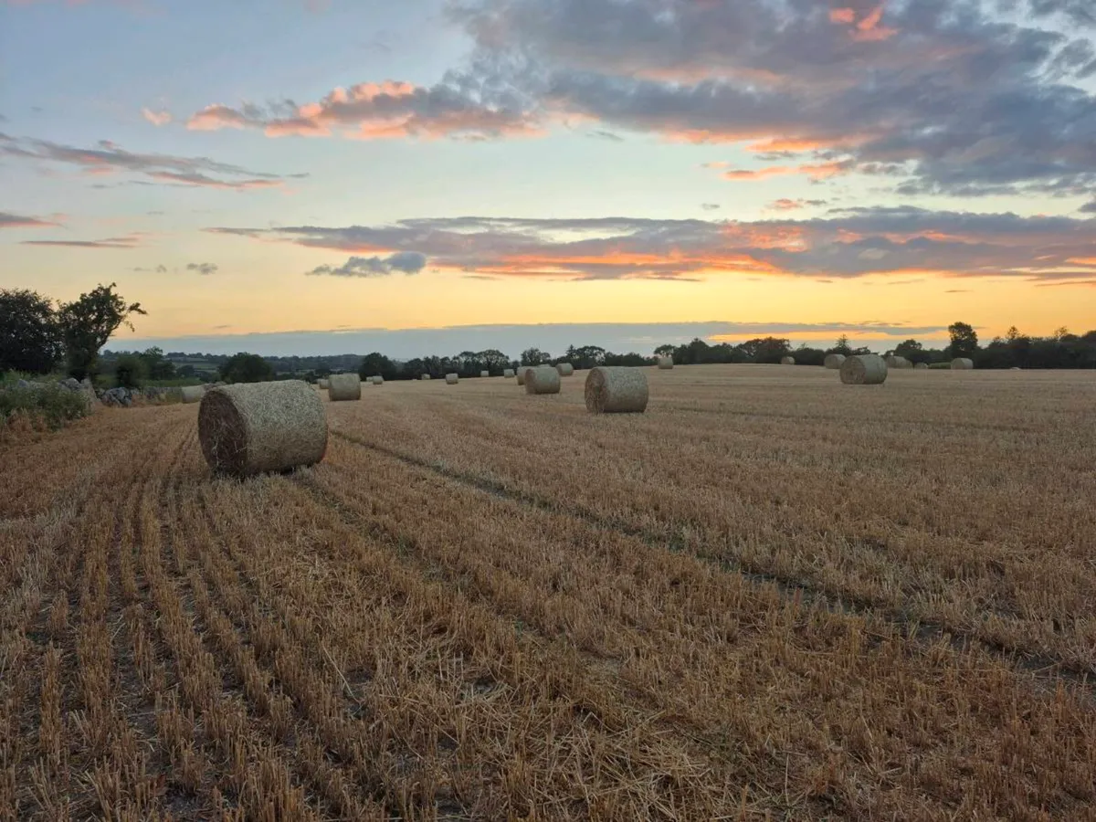 Wheaten Straw - Image 3