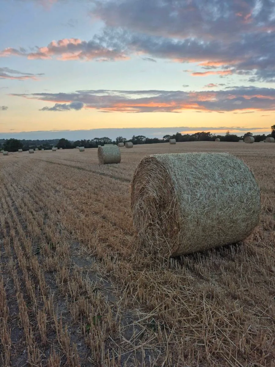 Wheaten Straw - Image 1