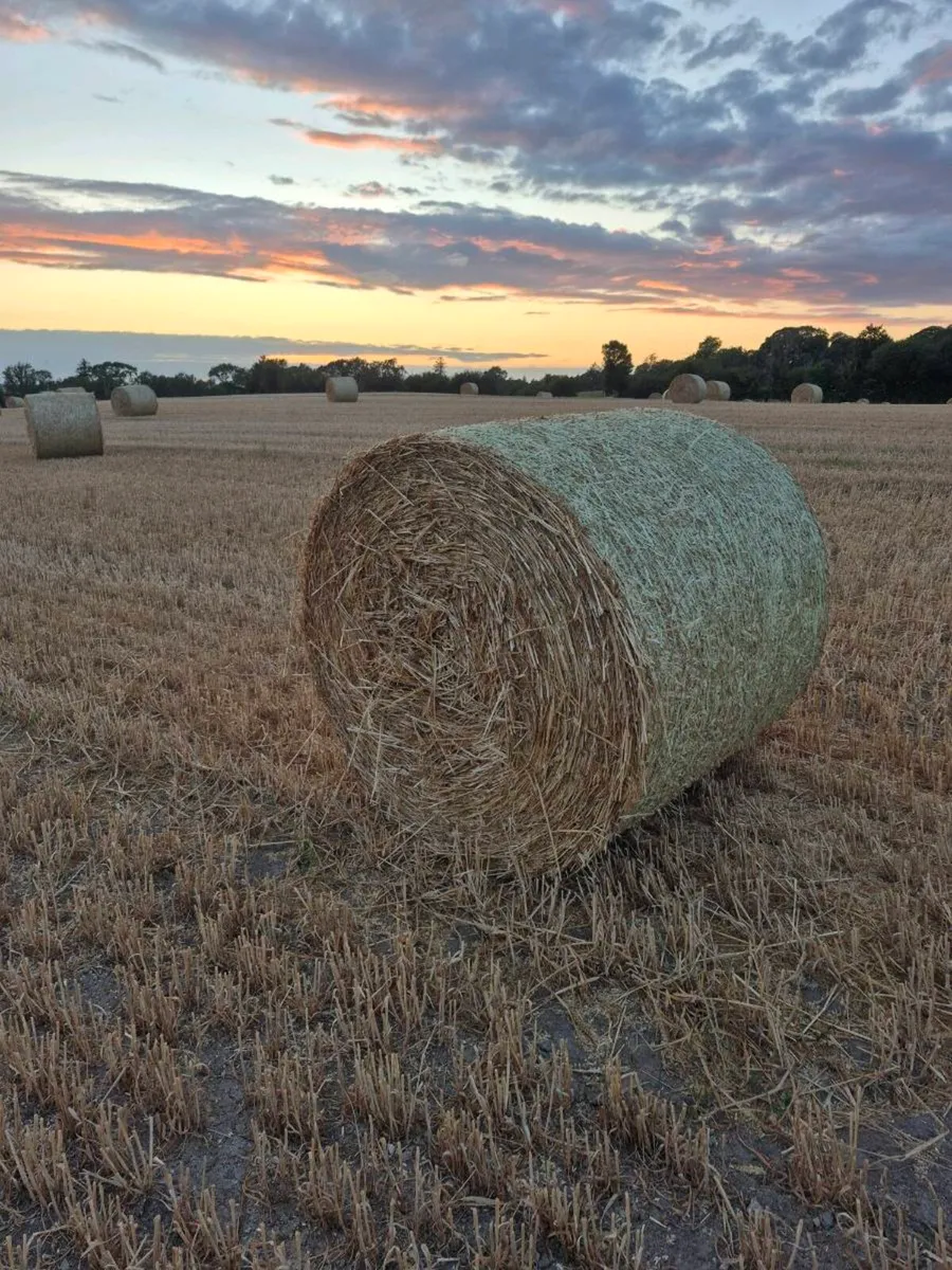 Wheaten Straw - Image 2