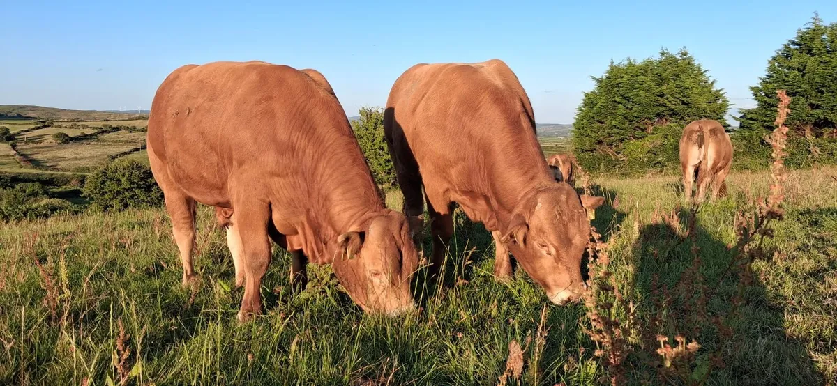 TOP QUALITY PEDIGREE REGISTERED LIMOUSIN BULLS - Image 2