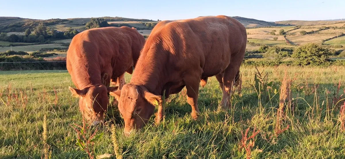 TOP QUALITY PEDIGREE REGISTERED LIMOUSIN BULLS - Image 1