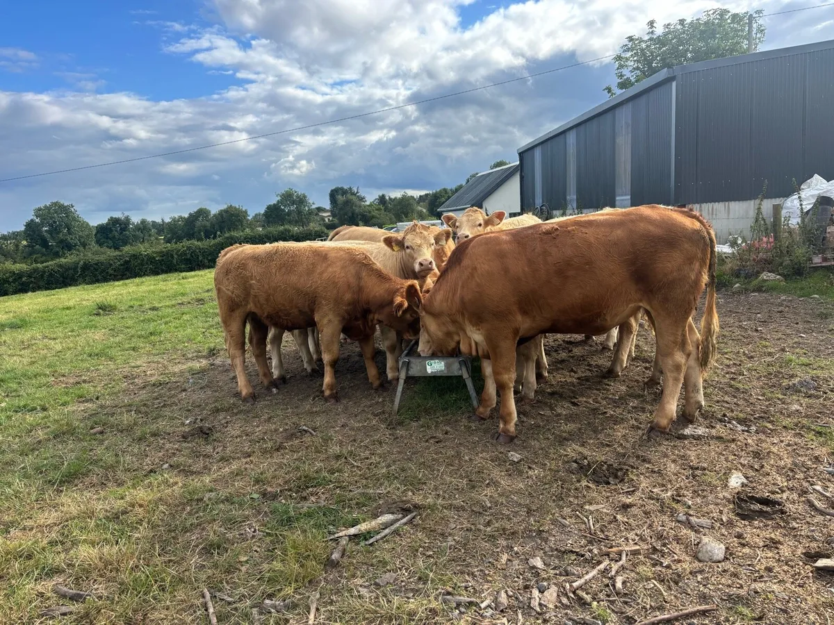 10 heifers - Image 2