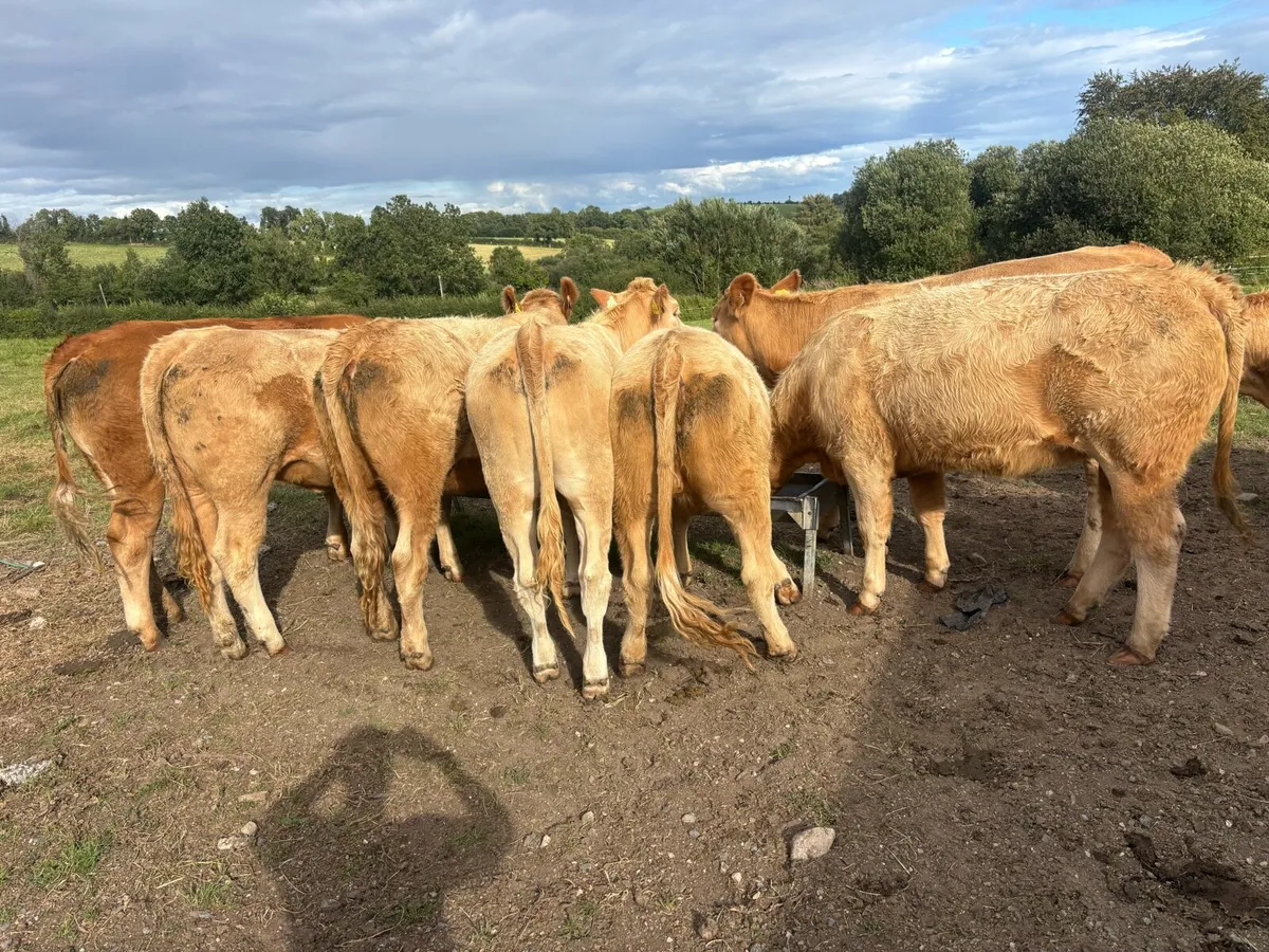 10 heifers - Image 3