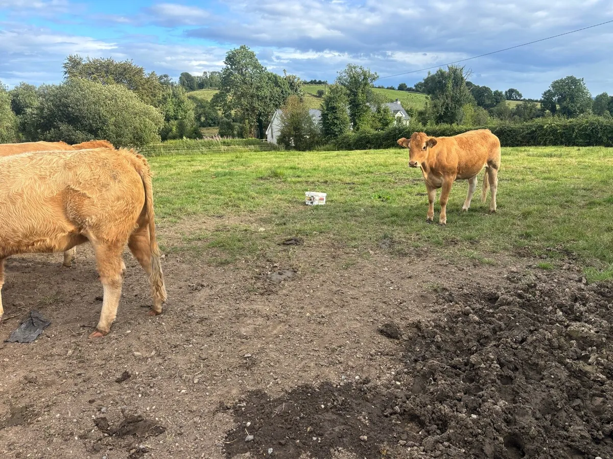 10 heifers - Image 4