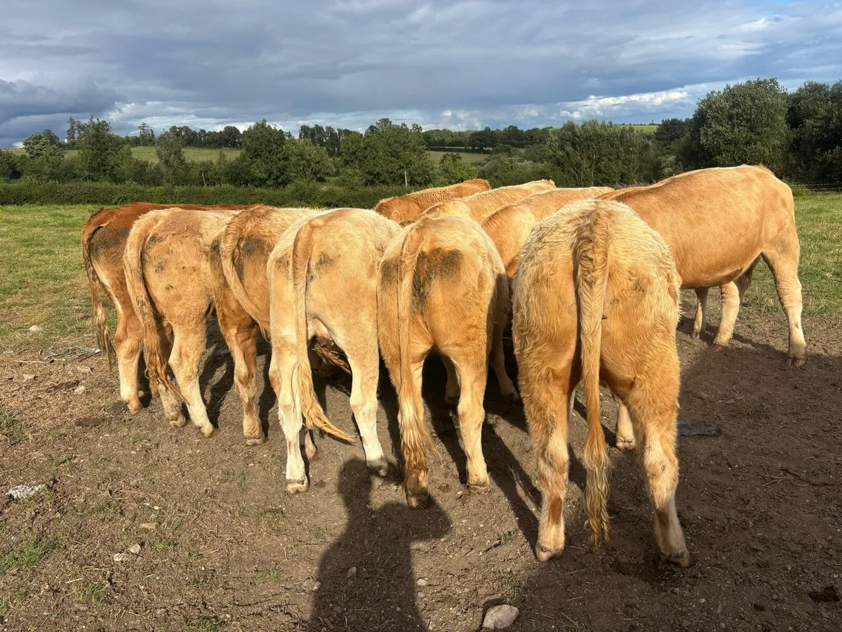 10 heifers - Image 1