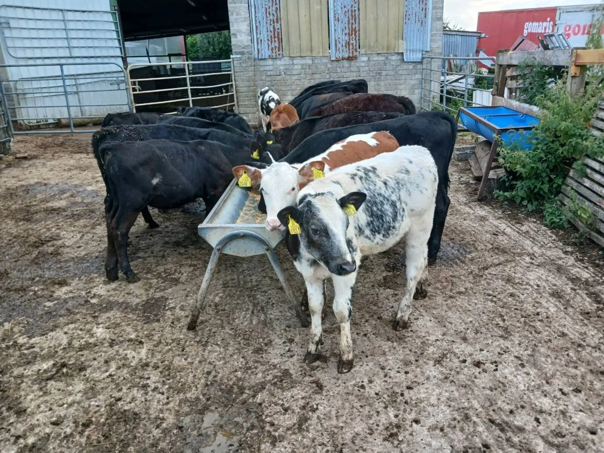 18 weaned heifer's - Image 1