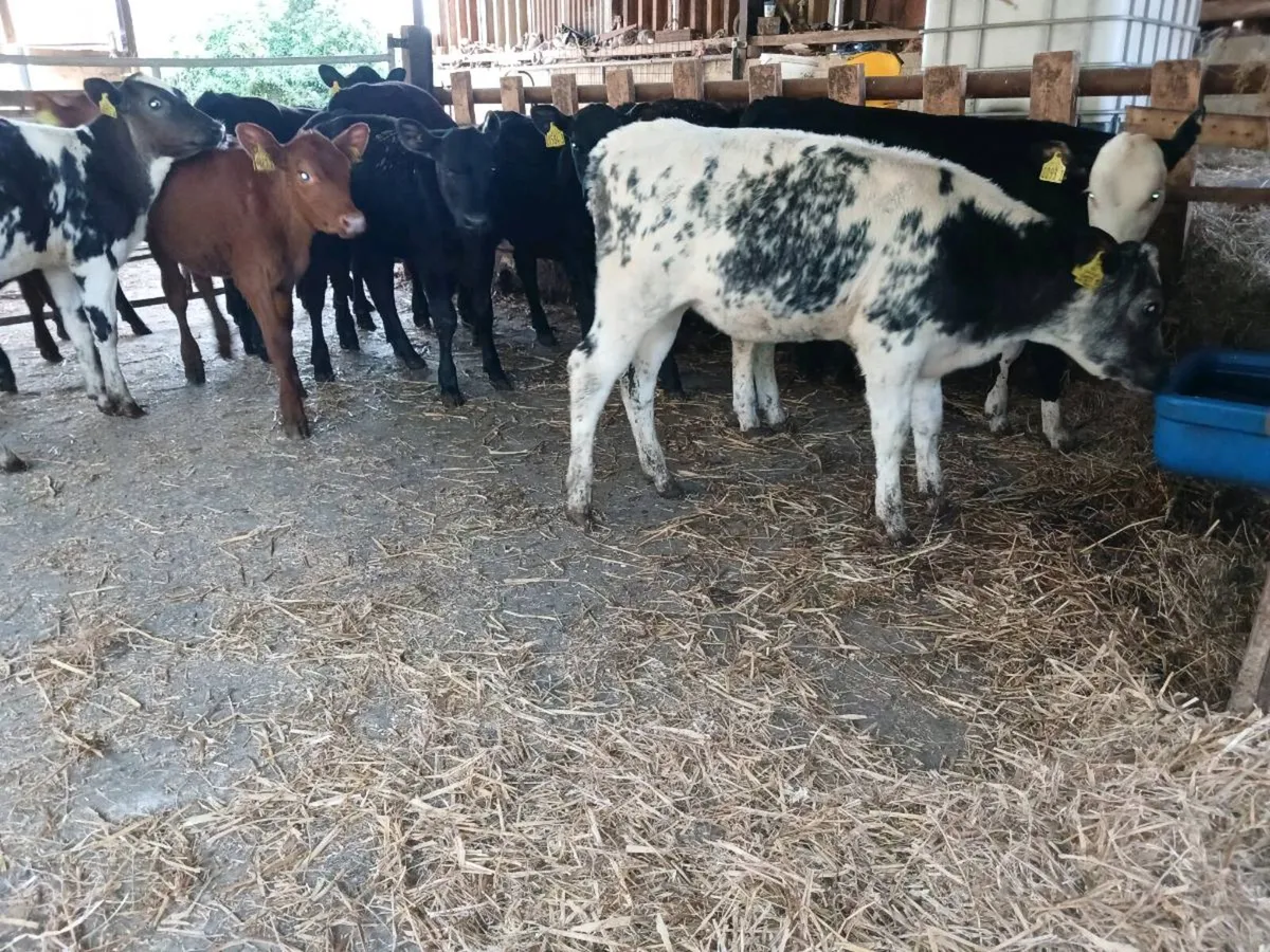 18 weaned heifer's - Image 2