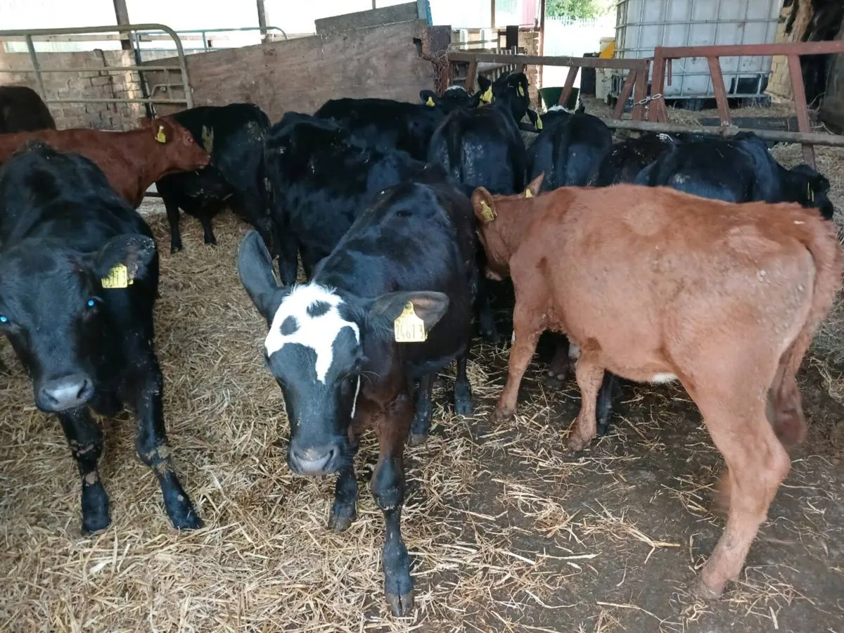 18 weaned heifer's - Image 3
