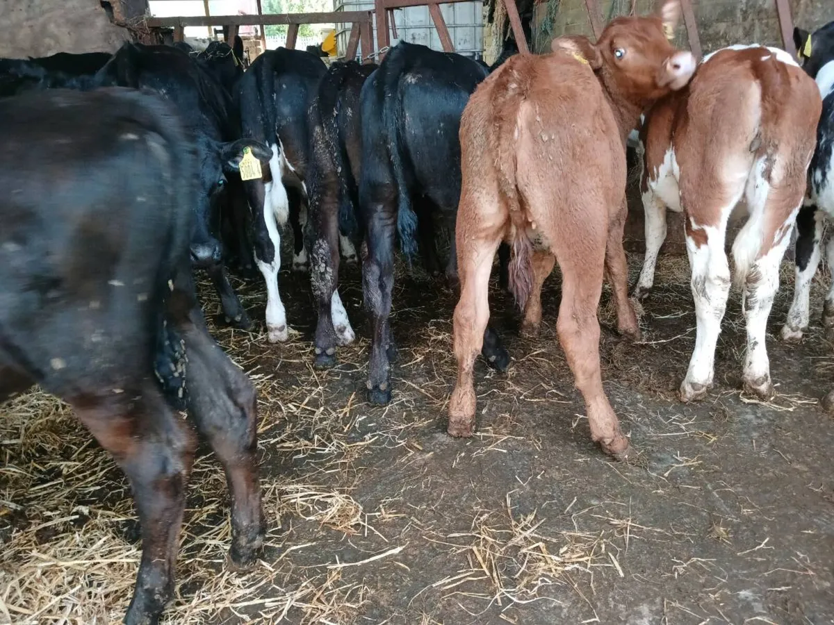 18 weaned heifer's - Image 4