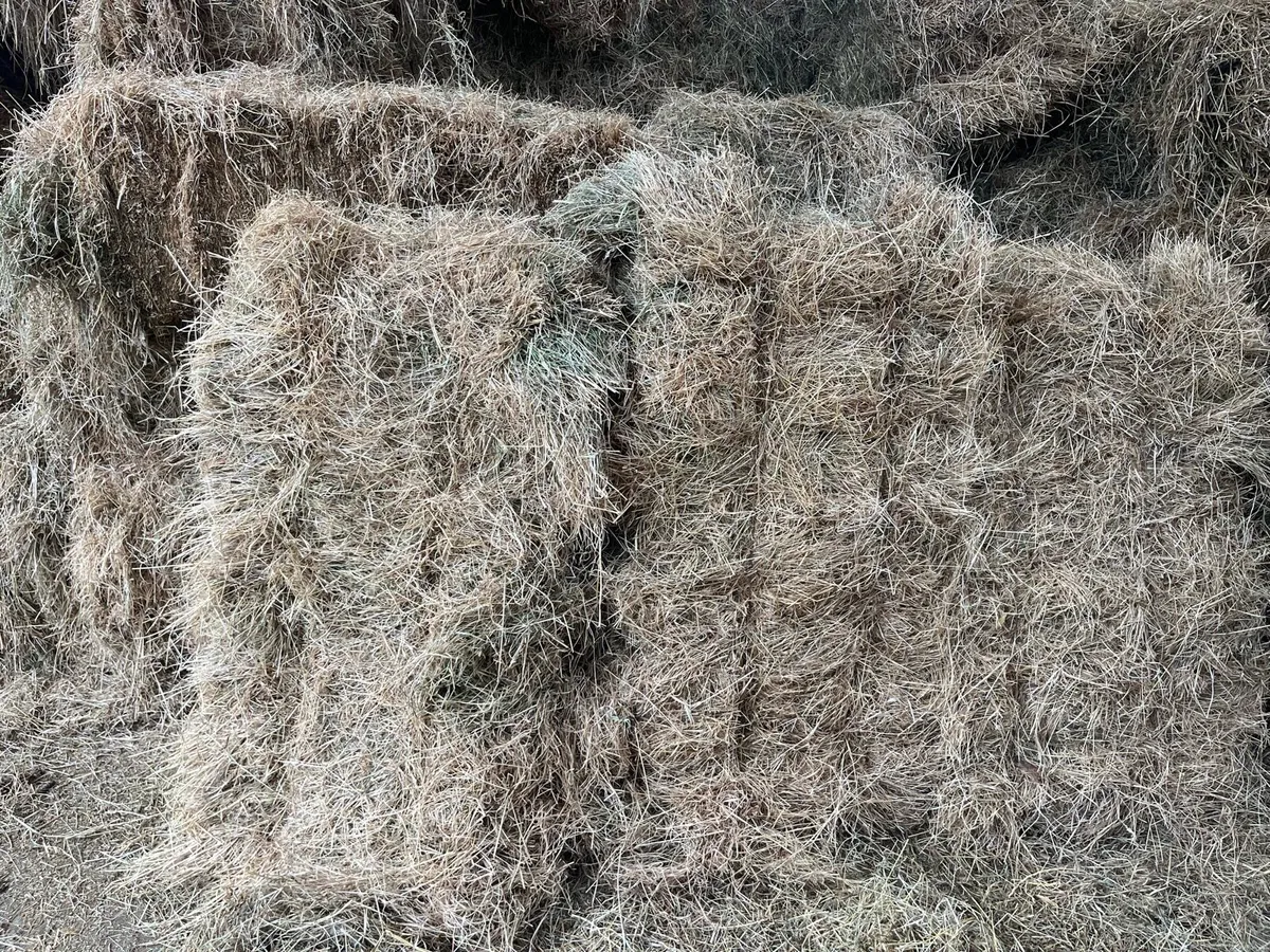 Hay square bales - Image 3